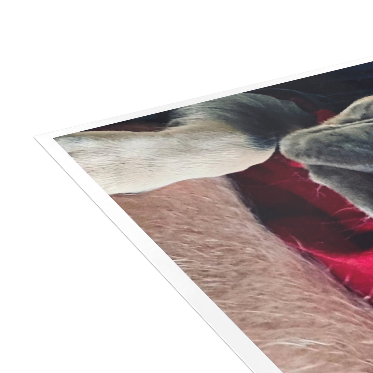 Romeo The Frenchie Postcard Bundles (envelopes included)