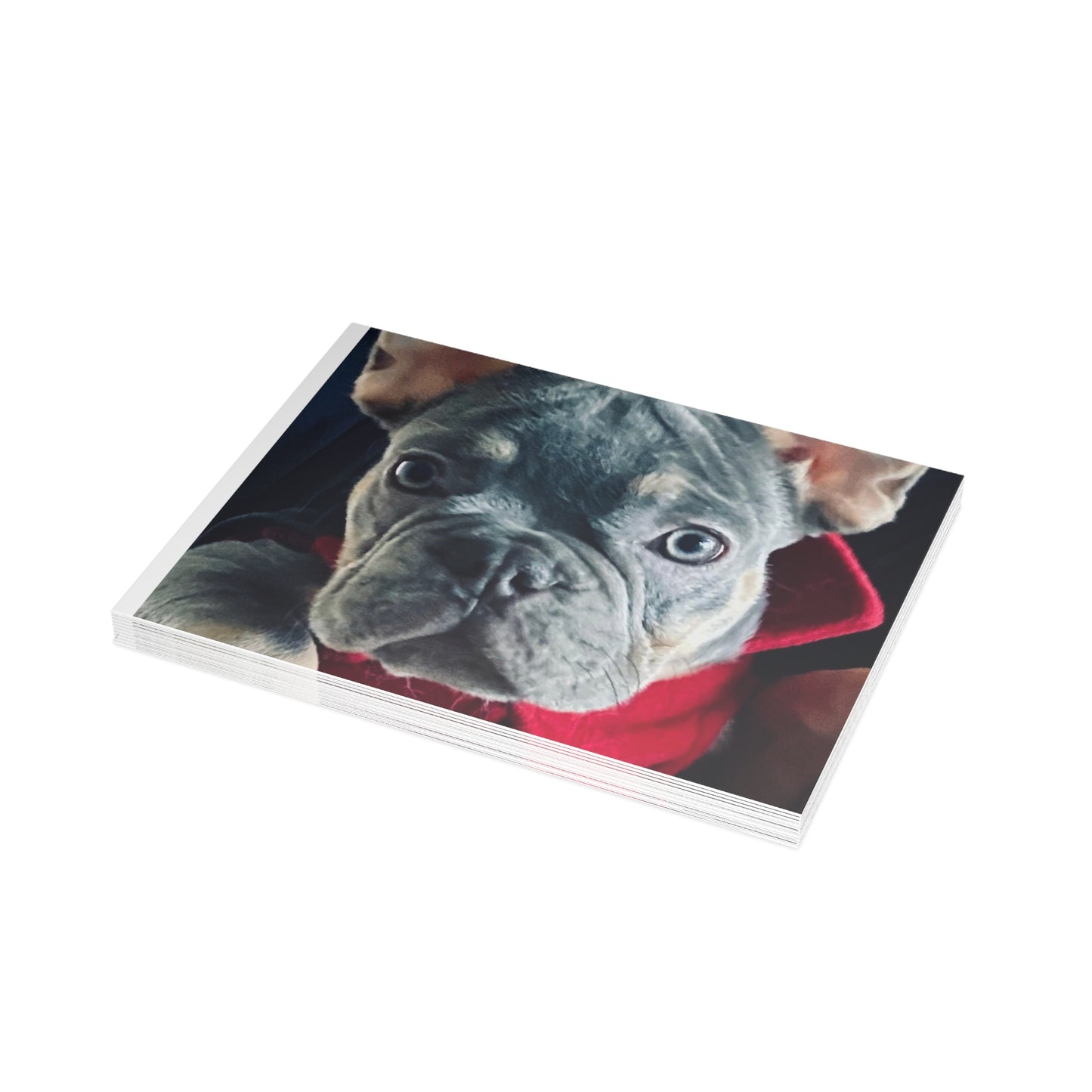 Romeo The Frenchie Postcard Bundles (envelopes included)