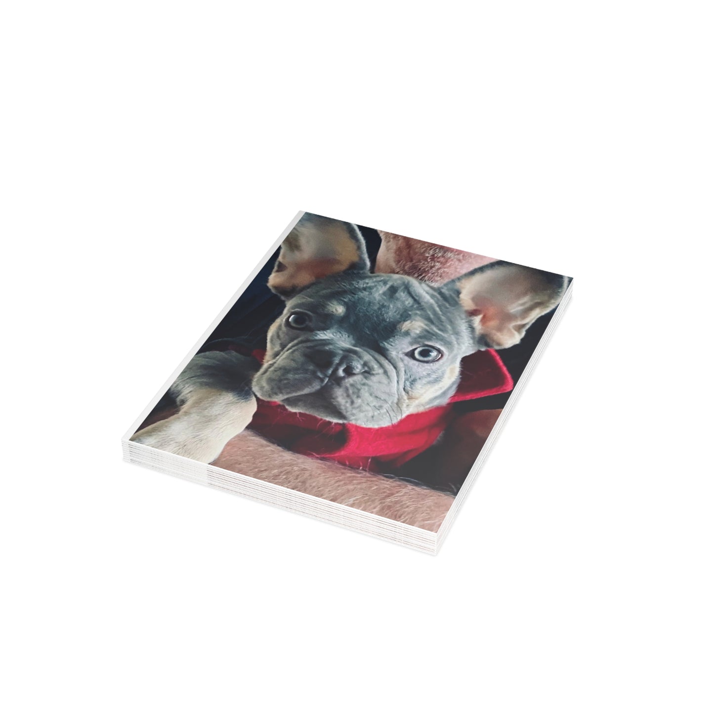 Romeo The Frenchie Postcard Bundles (envelopes included)