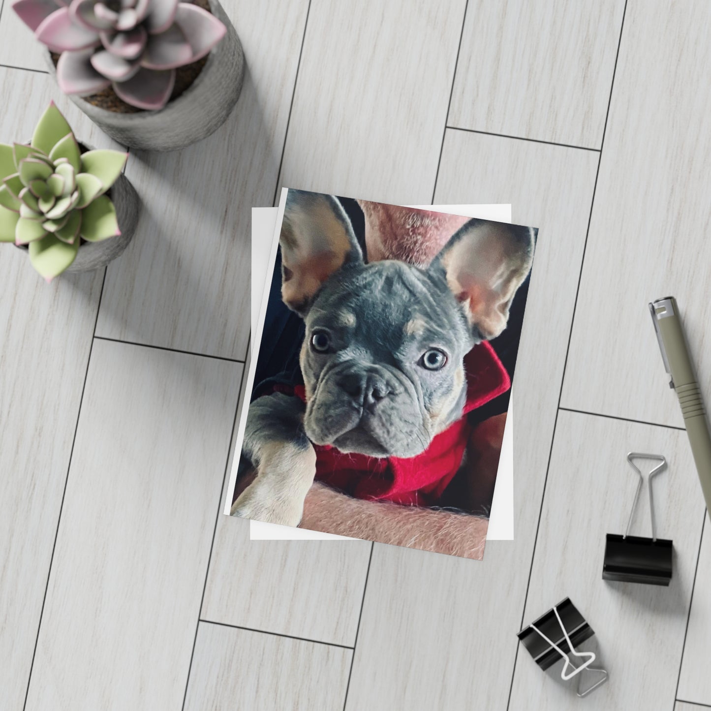 Romeo The Frenchie Postcard Bundles (envelopes included)