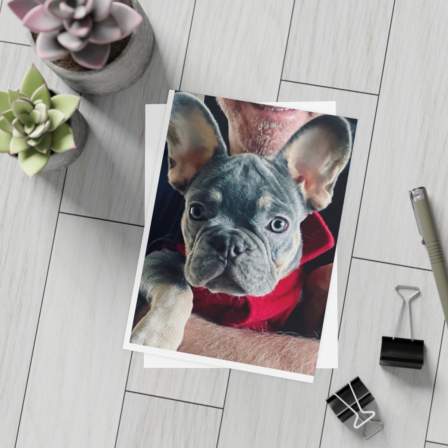 Romeo The Frenchie Postcard Bundles (envelopes included)