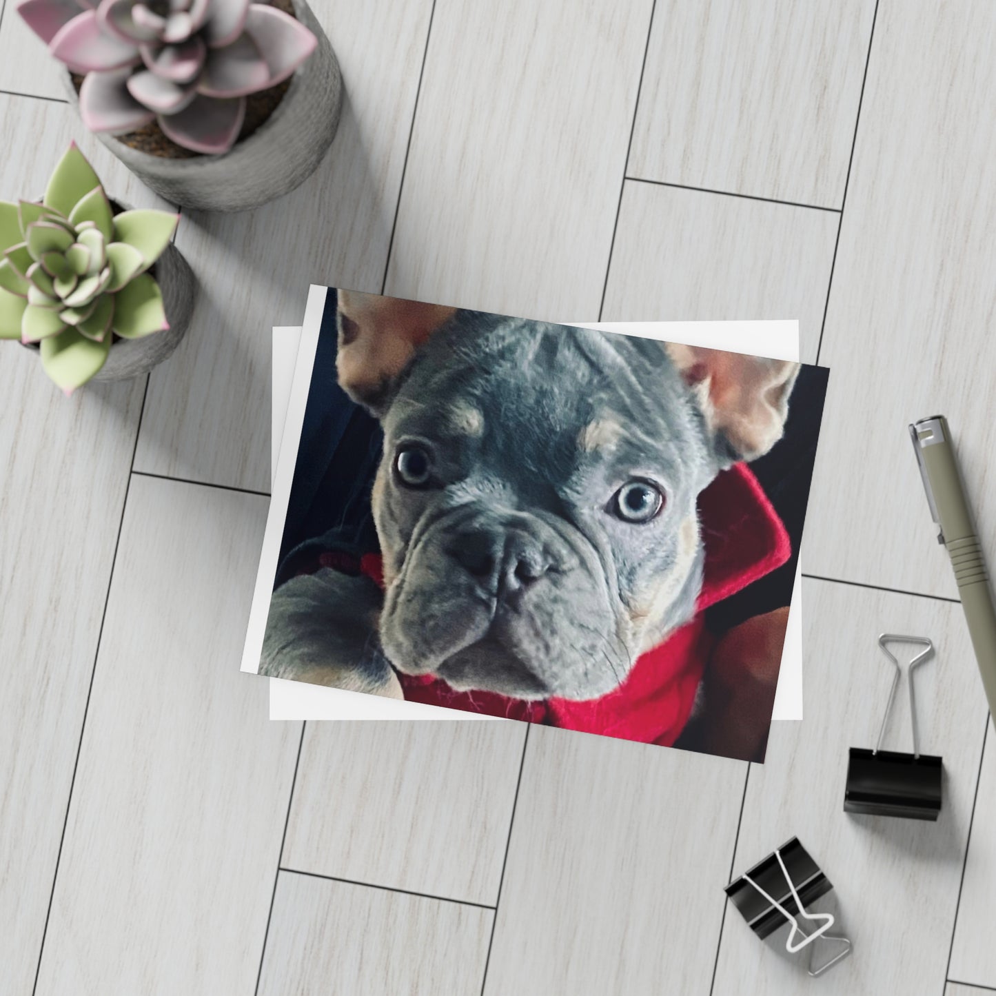 Romeo The Frenchie Postcard Bundles (envelopes included)