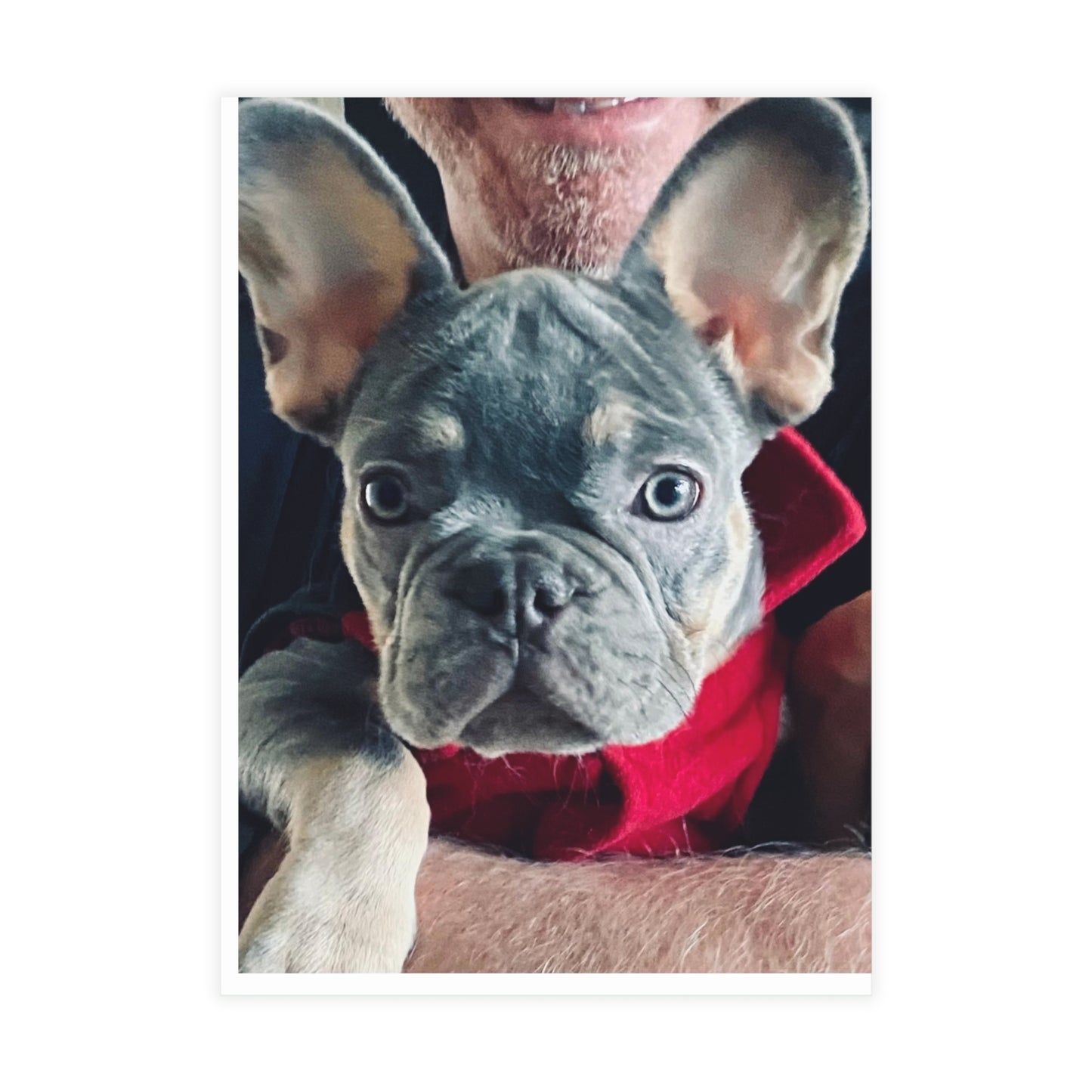 Romeo The Frenchie Postcard Bundles (envelopes included)