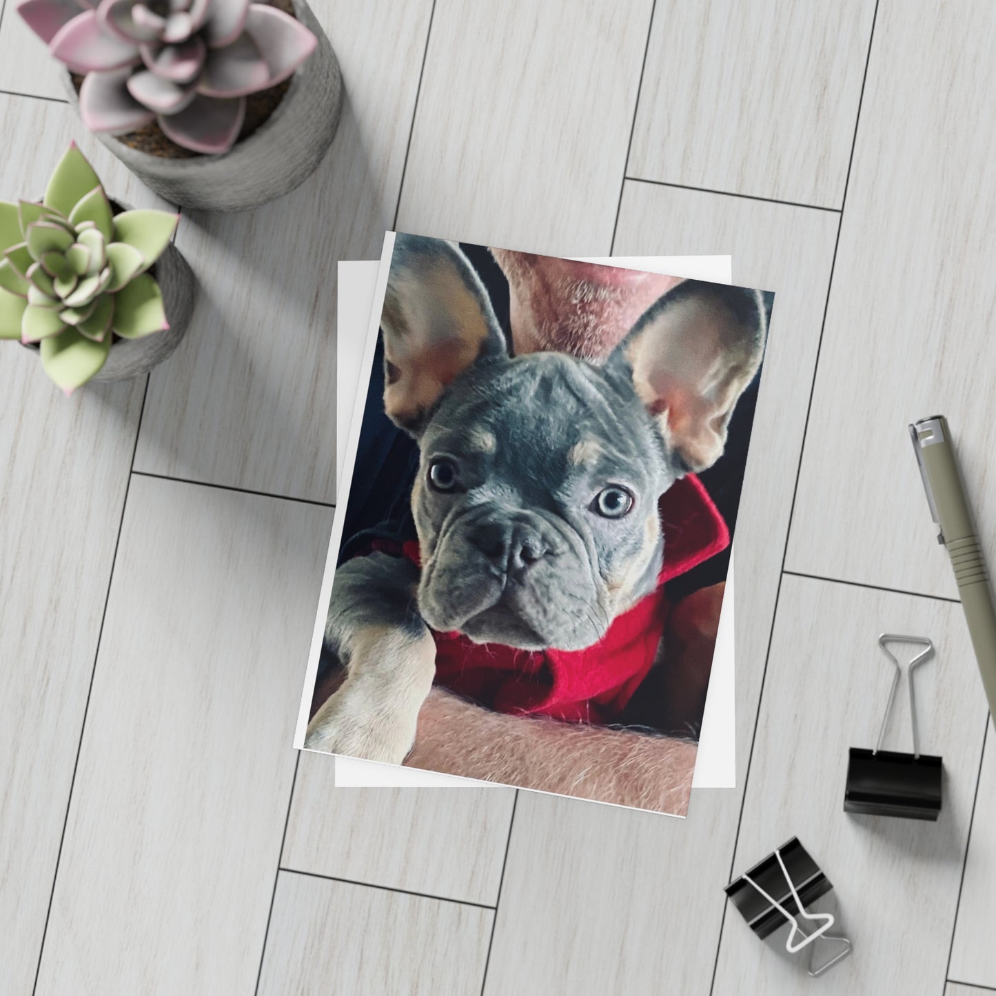 Romeo The Frenchie Postcard Bundles (envelopes included)