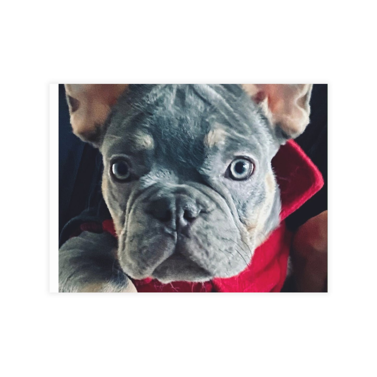 Romeo The Frenchie Postcard Bundles (envelopes included)