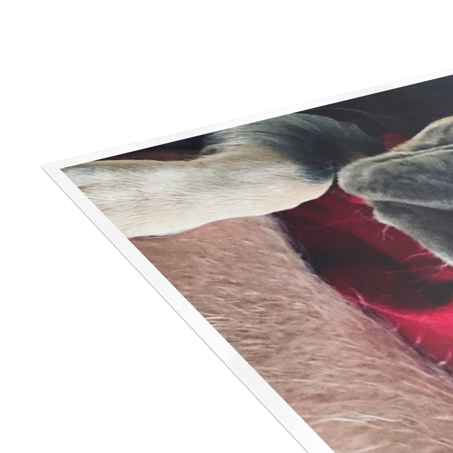 Romeo The Frenchie Postcard Bundles (envelopes included)