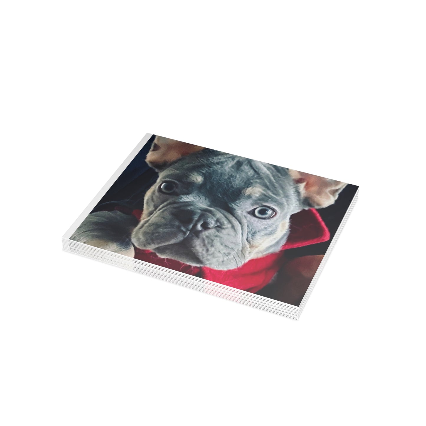 Romeo The Frenchie Postcard Bundles (envelopes included)