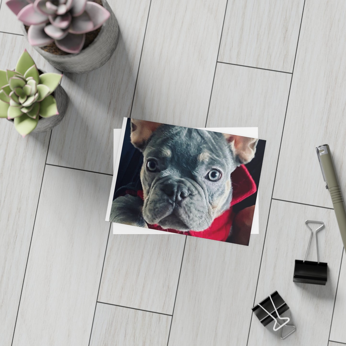 Romeo The Frenchie Postcard Bundles (envelopes included)
