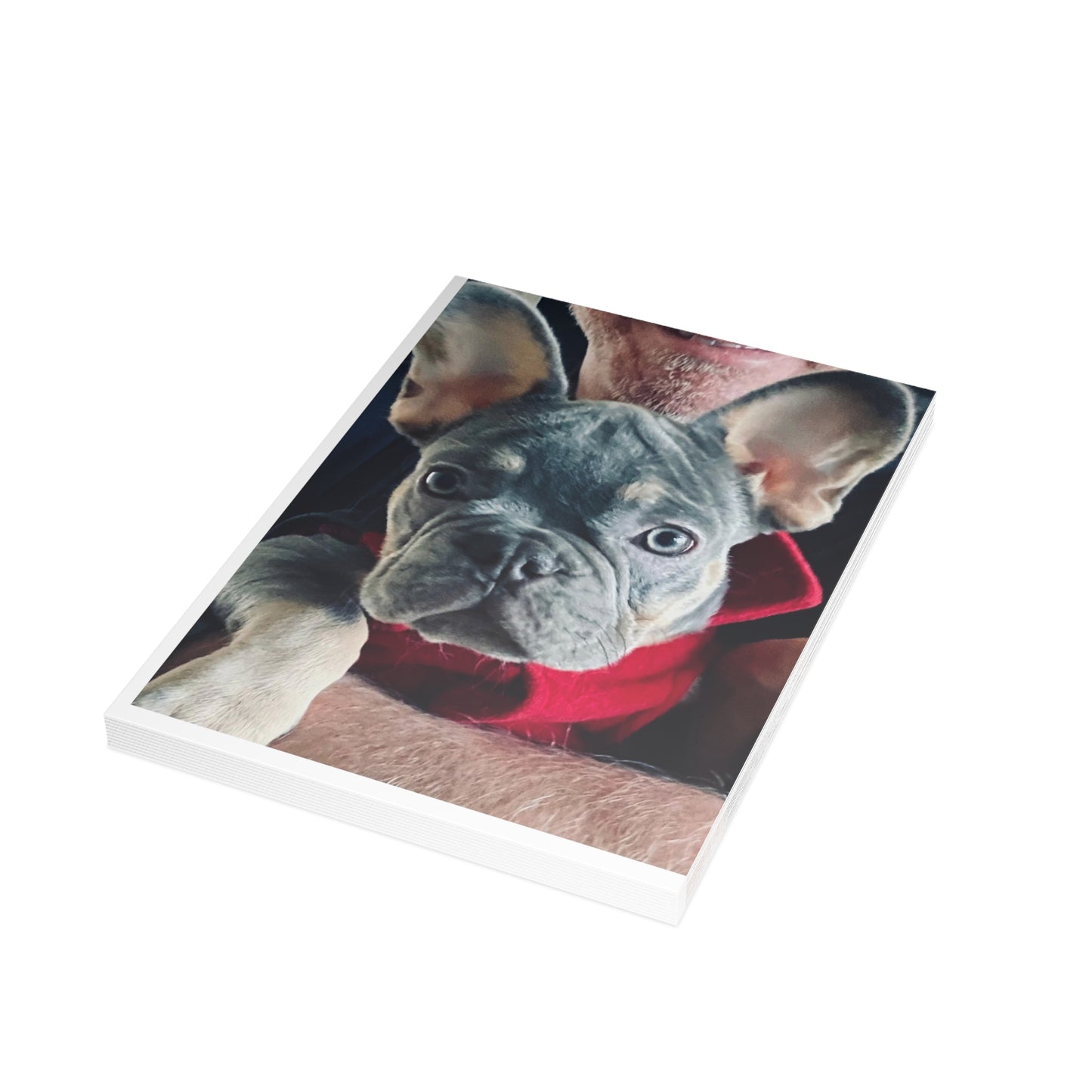 Romeo The Frenchie Postcard Bundles (envelopes included)