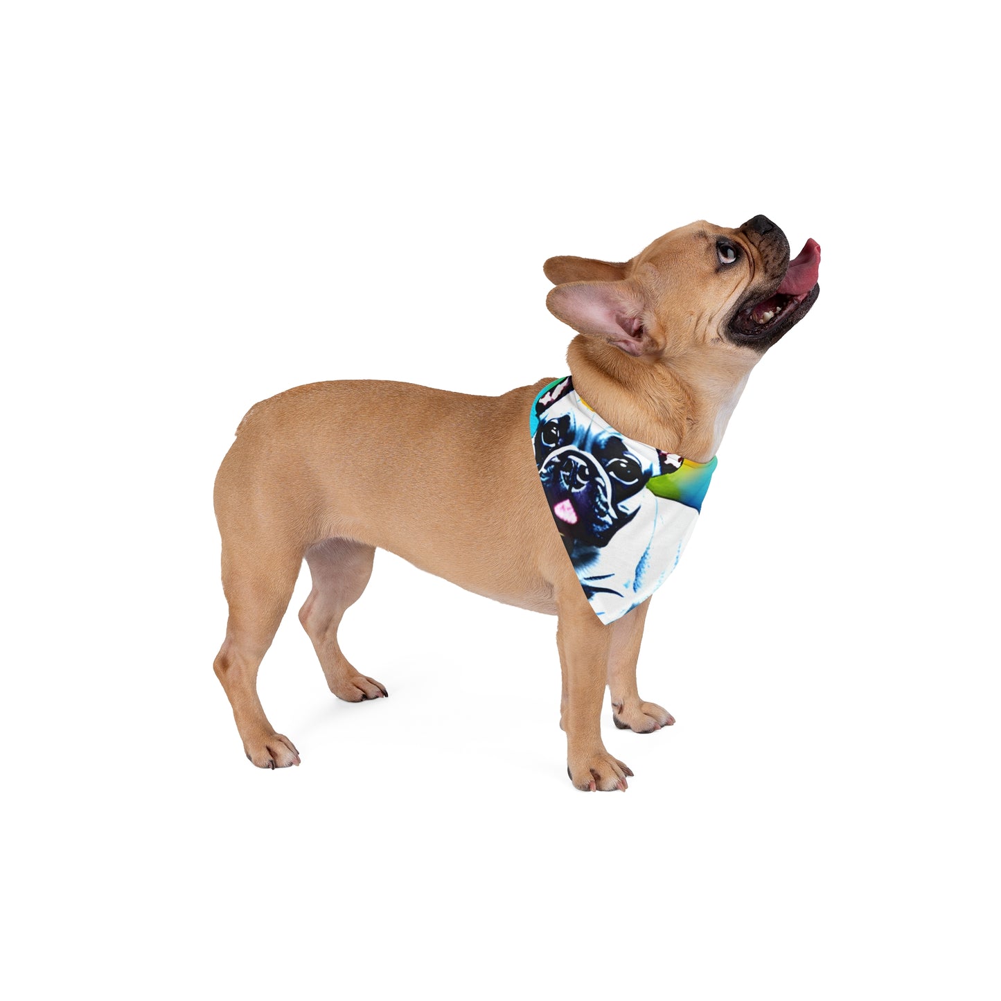 Frenchie on a Skateboard #3 Pet Bandana #2