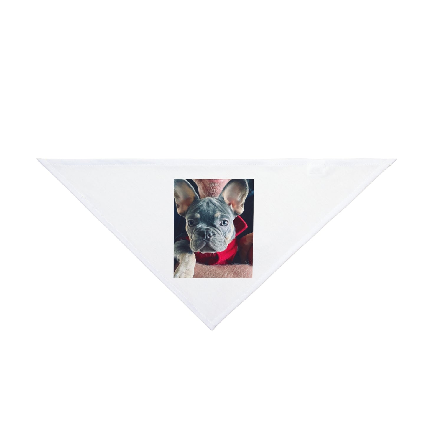 Romeo The Frenchie Pet Bandana