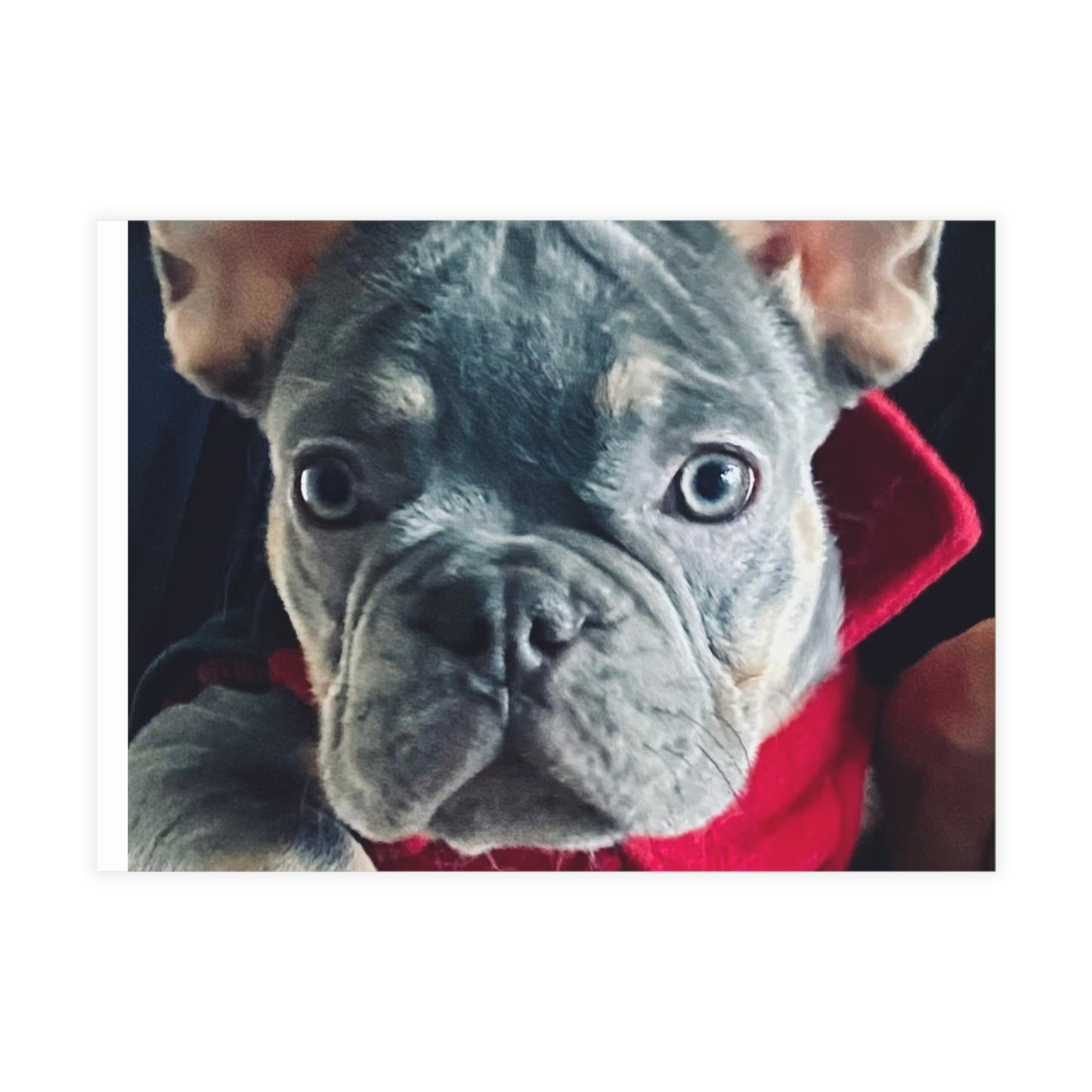Romeo The Frenchie Postcard Bundles (envelopes included)