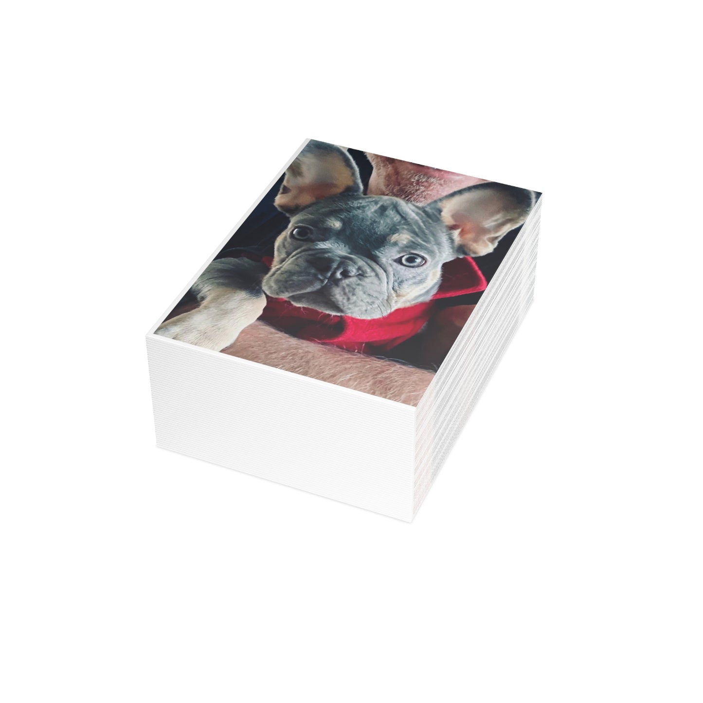 Romeo The Frenchie Postcard Bundles (envelopes included)