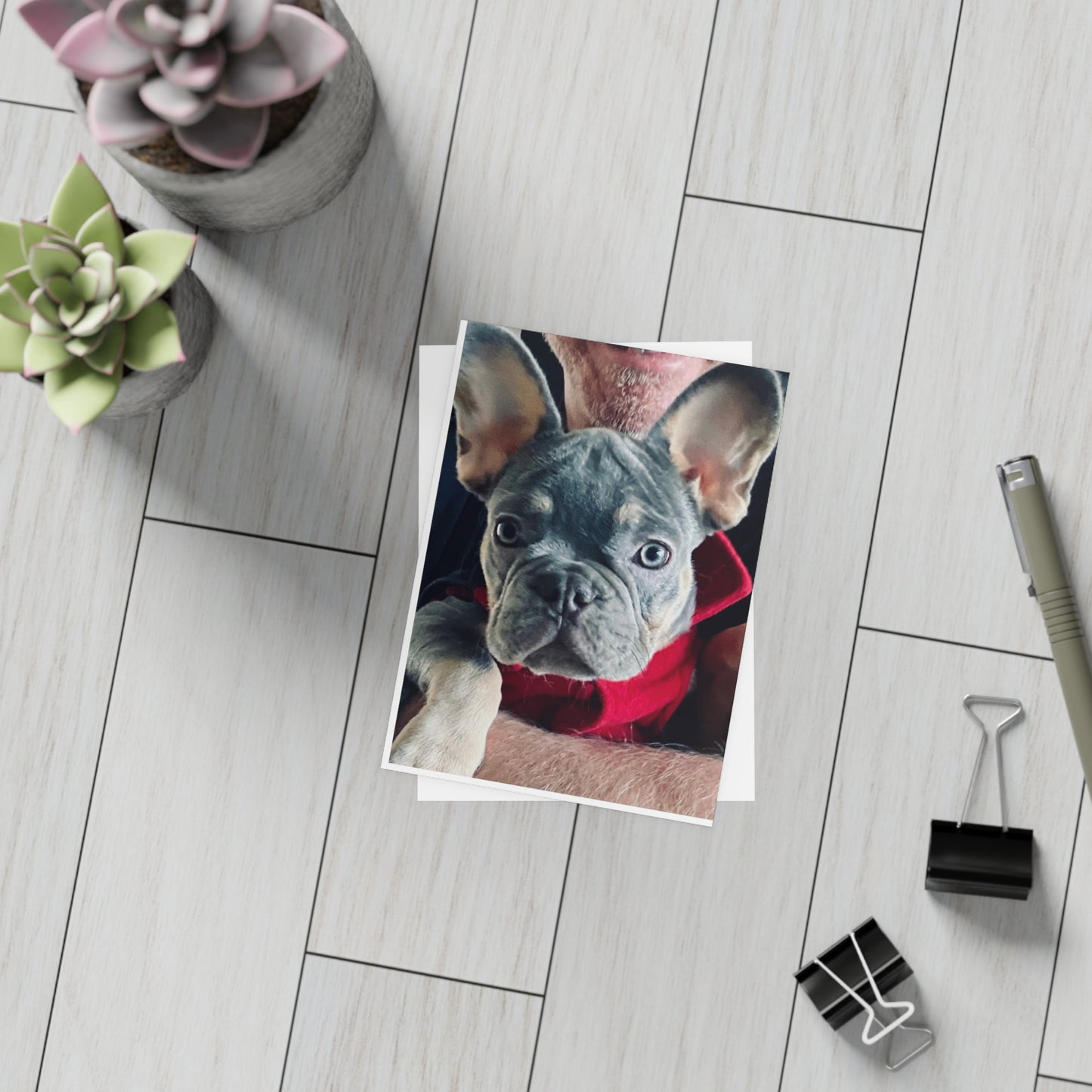 Romeo The Frenchie Postcard Bundles (envelopes included)