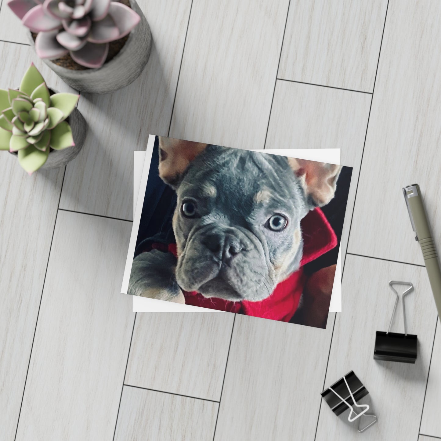 Romeo The Frenchie Postcard Bundles (envelopes included)