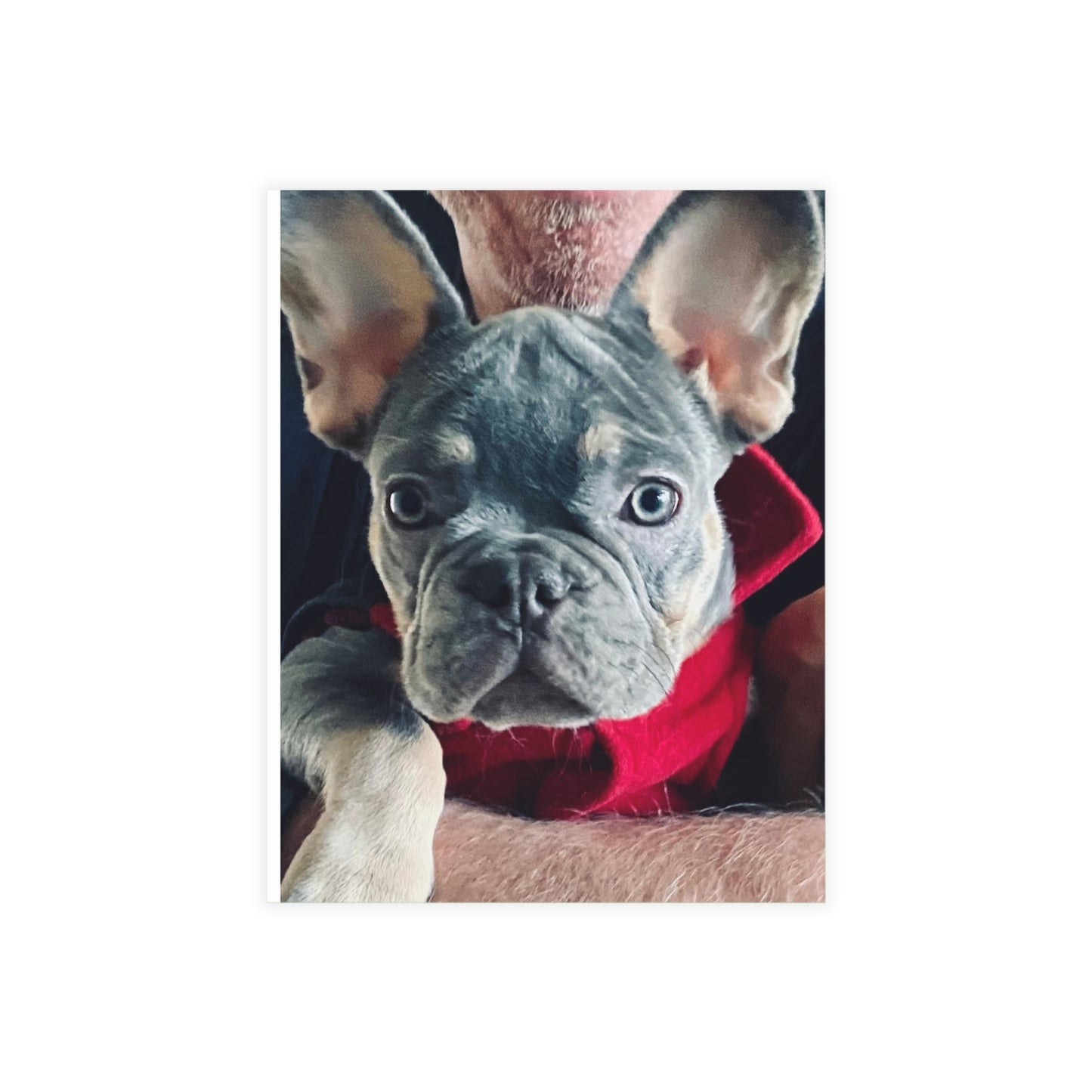 Romeo The Frenchie Postcard Bundles (envelopes included)