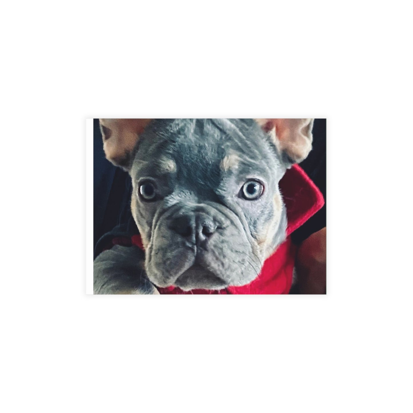 Romeo The Frenchie Postcard Bundles (envelopes included)