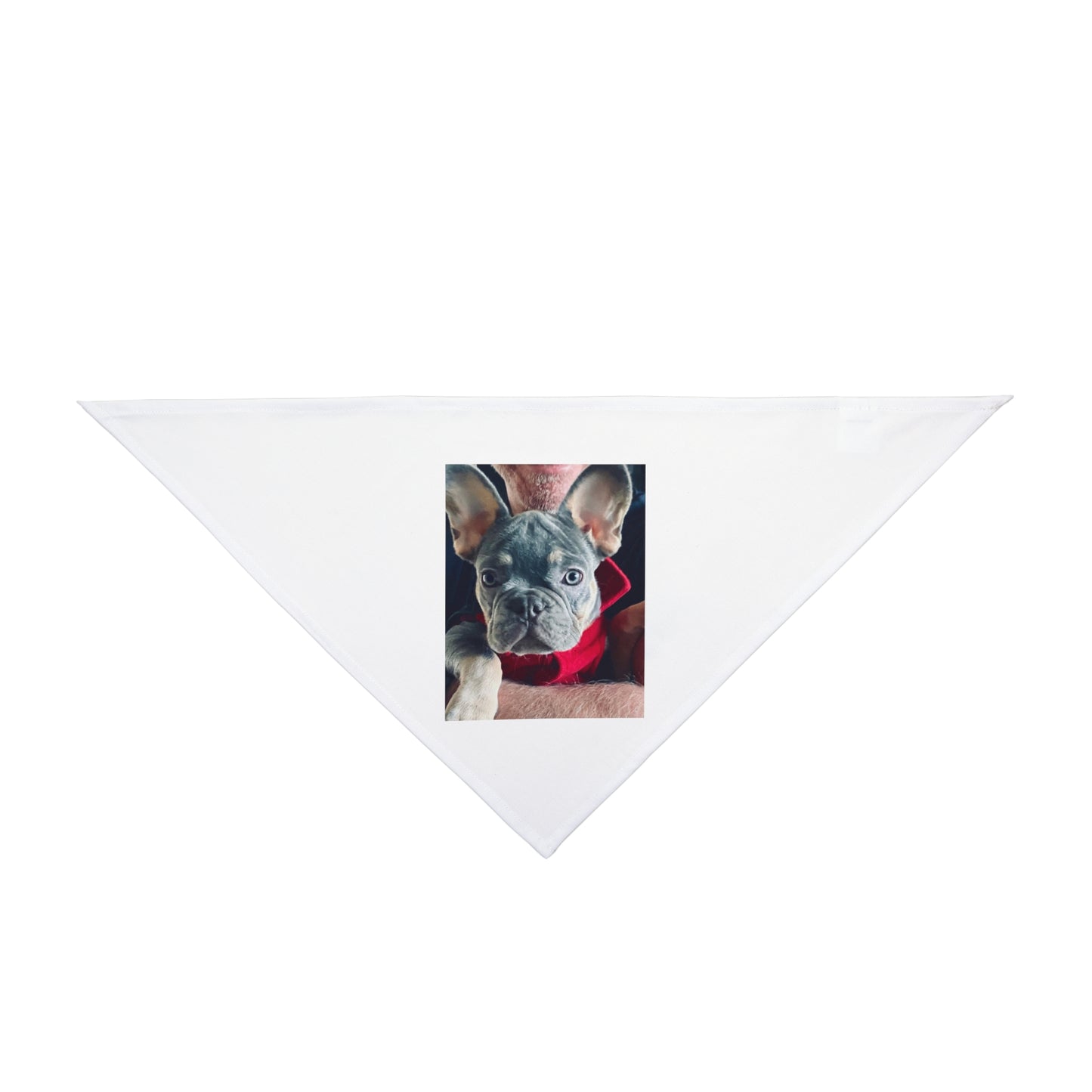 Romeo The Frenchie Pet Bandana