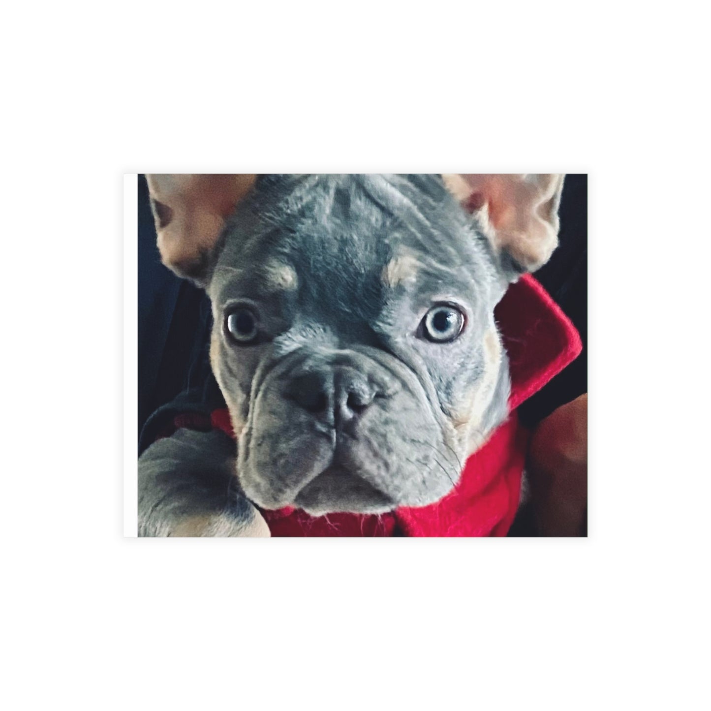 Romeo The Frenchie Postcard Bundles (envelopes included)