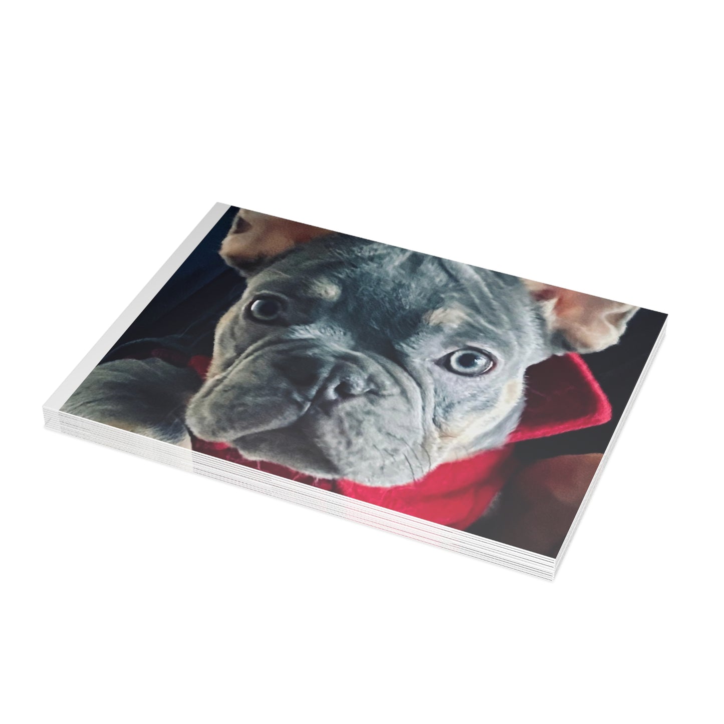 Romeo The Frenchie Postcard Bundles (envelopes included)