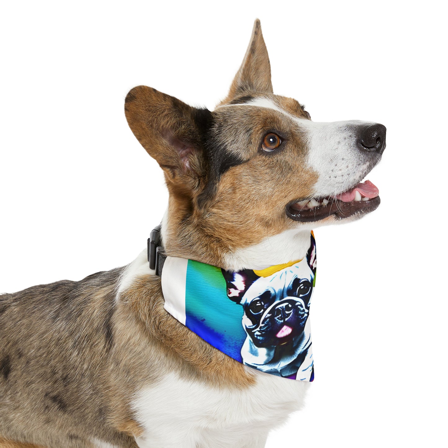 Frenchie on a Skateboard #3 Pet Bandana Collar
