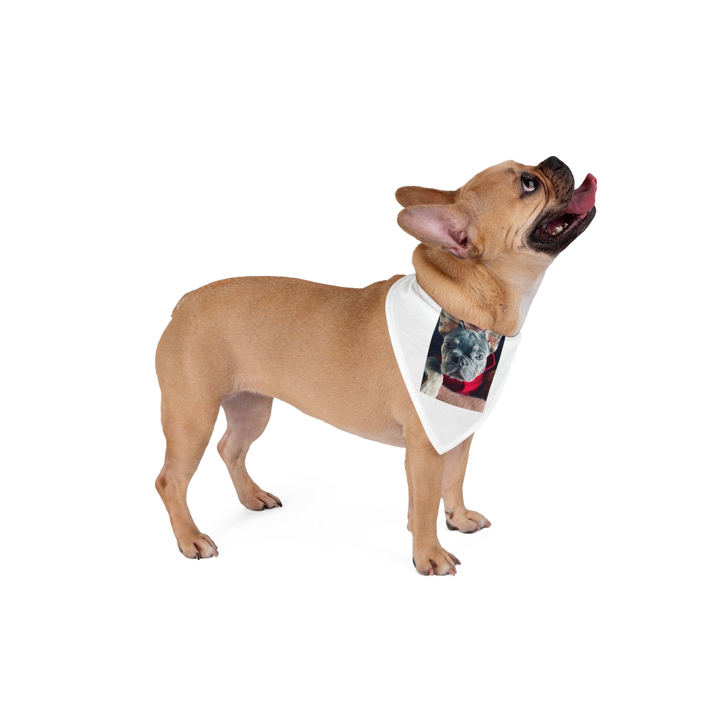 Romeo The Frenchie Pet Bandana