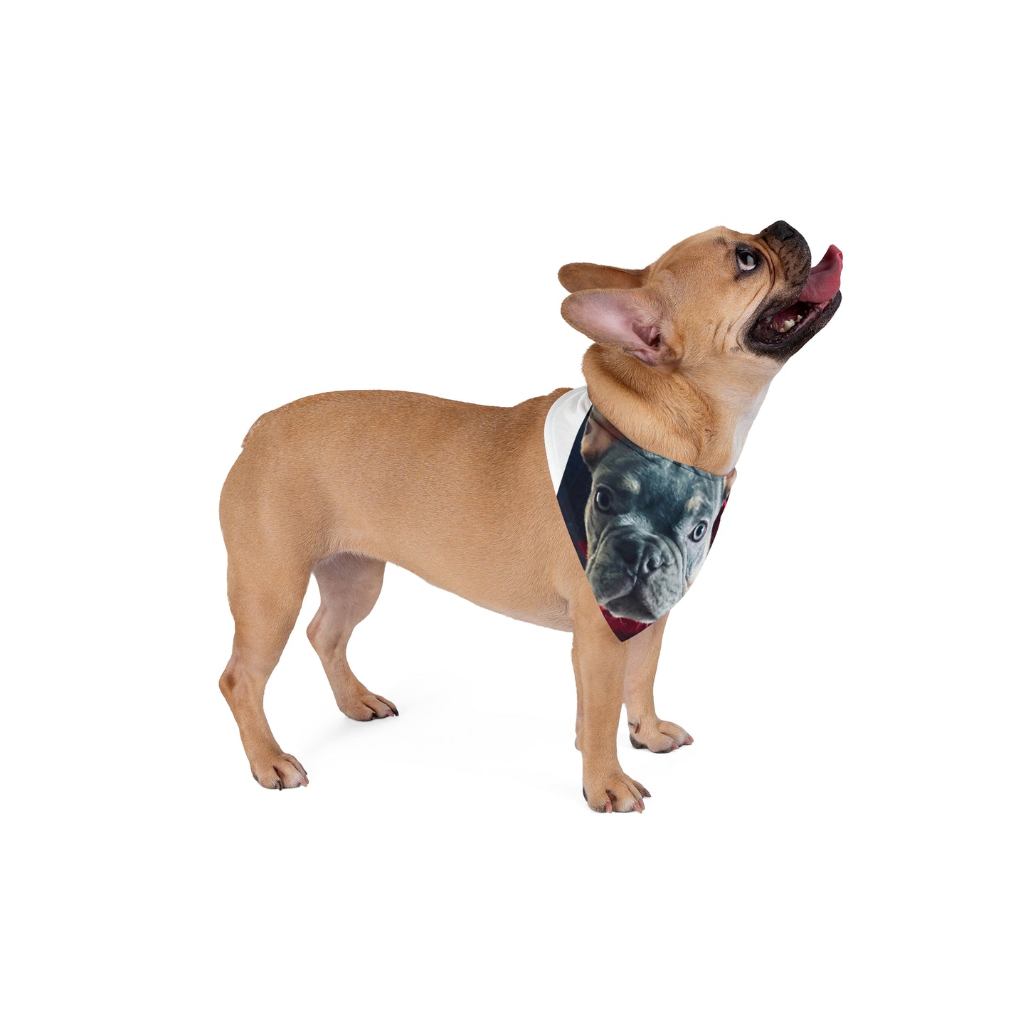 Romeo The Frenchie Pet Bandana #2
