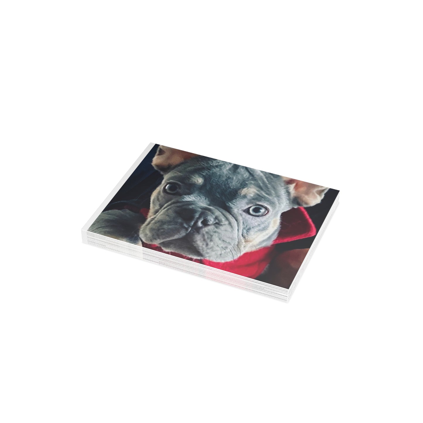 Romeo The Frenchie Postcard Bundles (envelopes included)