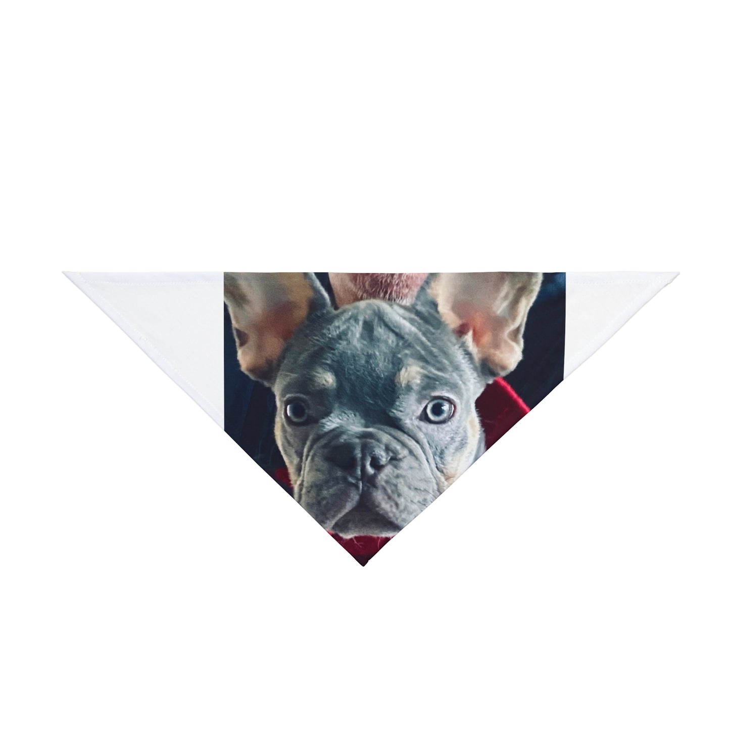 Romeo The Frenchie Pet Bandana #2