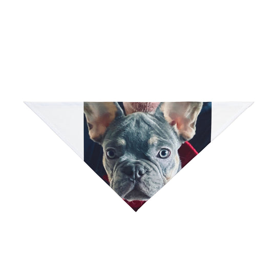 Romeo The Frenchie Pet Bandana #2