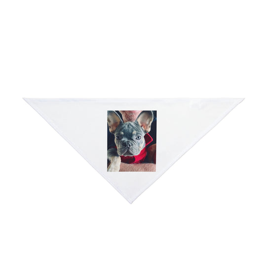 Romeo The Frenchie Pet Bandana