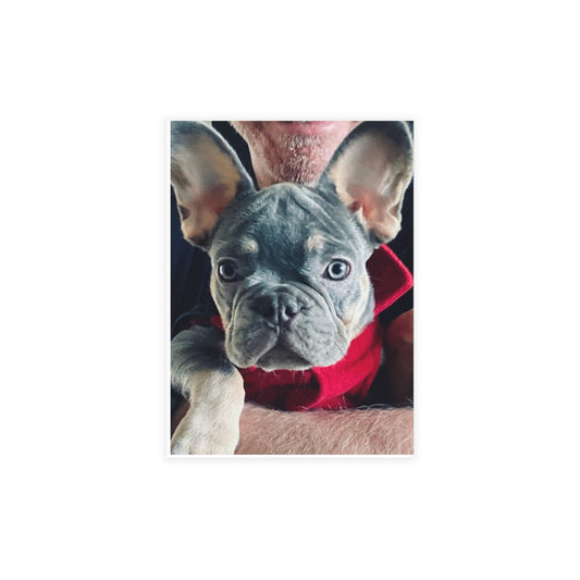 Romeo The Frenchie Postcard Bundles (envelopes included)