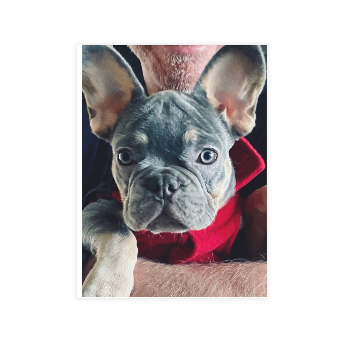 Romeo The Frenchie Postcard Bundles (envelopes included)