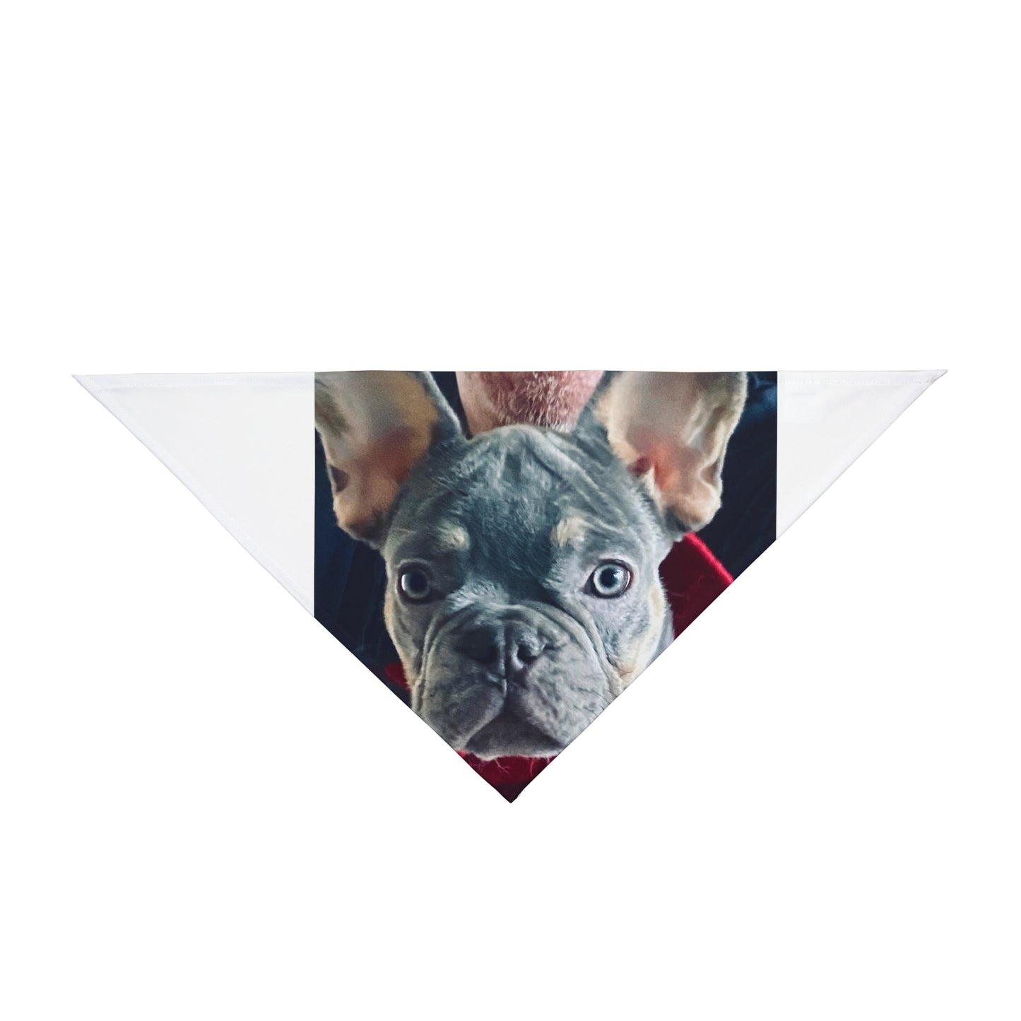 Romeo The Frenchie Pet Bandana #2