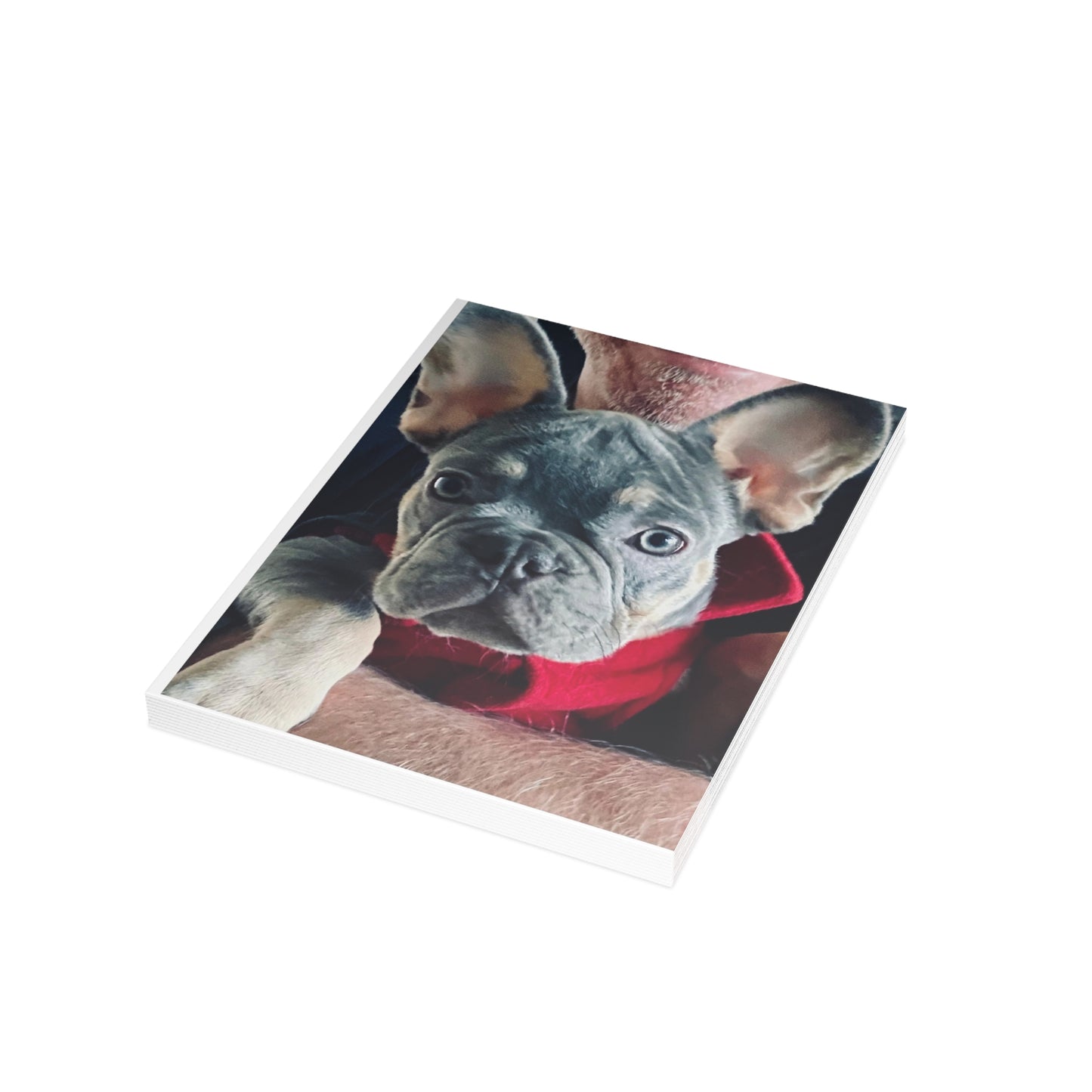 Romeo The Frenchie Postcard Bundles (envelopes included)